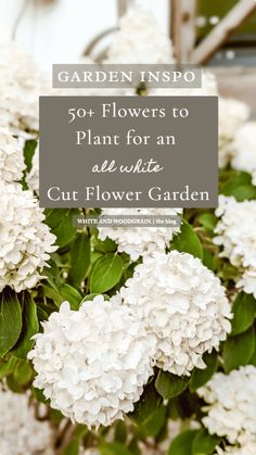 some white flowers with green leaves and the words garden inspo written in grey over it