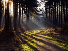 the sun is shining through the trees in the forest