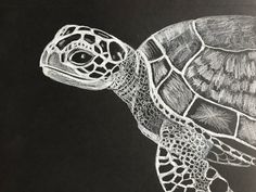 a pencil drawing of a turtle on a black paper with white ink and colored pencils