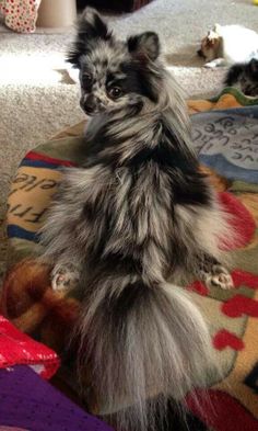 the small dog is standing on its hind legs