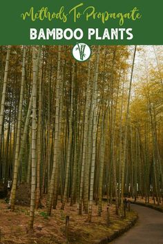 bamboo trees in the woods with text overlay that reads welcome to propaganda bamboo plants