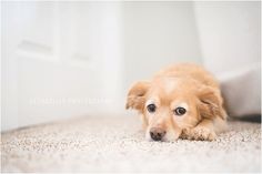 a brown dog laying on top of a white carpet