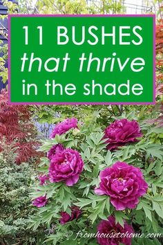 purple flowers with green leaves and the words 11 bushes that thive in the shade