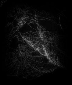 spider webs in the dark on a black background