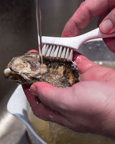 a person holding a toothbrush over an oyster in a pan with water on it