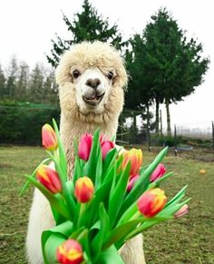 an alpaca with tulips in its mouth