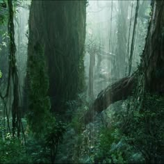 the forest is full of tall trees and lush green plants, with moss growing on them