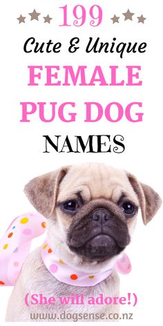 a small pug dog wearing a pink polka dot bandana with the words cute & unique female pug dog names