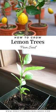 a lemon tree in a window sill with the words how to grow lemon trees from seed