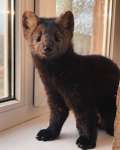 a small brown bear standing next to a window