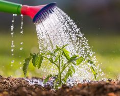 a sprinkler watering water on a small green plant