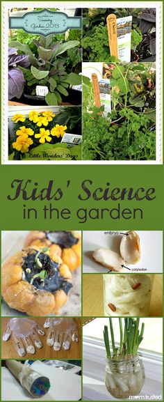 kids'science in the garden