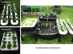 various stages of growing broccoli from seed to sprout in trays