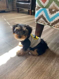 a small black and brown dog sitting under a chair wearing a t - shirt on it's chest