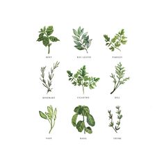 various herbs and leaves are shown on a white background with the words herbs written below them