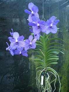 purple orchids are hanging from a plant in a glass vase with water and roots