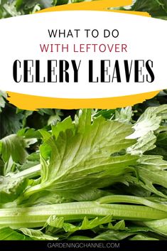 celery leaves with the words what to do with leftover celery leaves