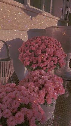 pink flowers are in vases on a table