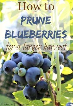 blueberries growing on a tree with text overlay how to prune blueberries for a larger harvest