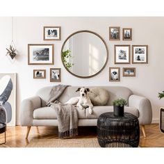 a dog is sitting on a couch in front of a round mirror and several framed photos