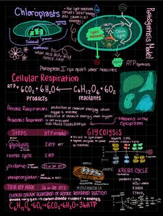 a blackboard with writing on it that says cellular respiition and other things