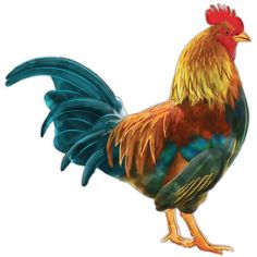 a colorful rooster standing on its hind legs