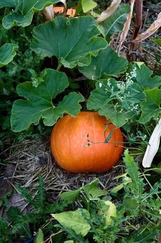 an orange pumpkin sitting in the middle of some plants