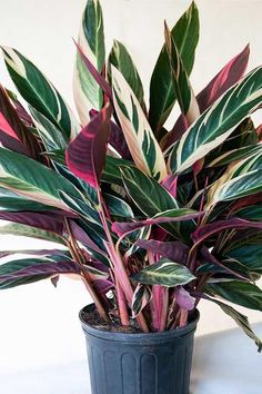 a potted plant with purple and green leaves