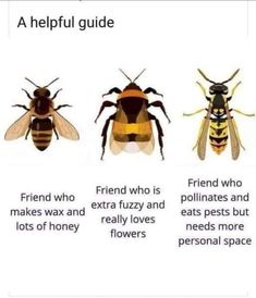 three bees and two bees with caption that says, a helpful guide friend who makes wax