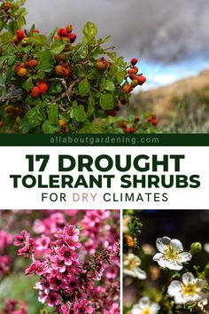 different types of flowers and plants with text overlay that reads 17 drought tolerant shrubs for dry climates