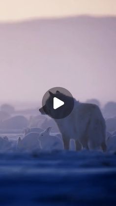 a polar bear standing in the middle of a large group of birds on top of snow covered ground