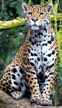 a large leopard sitting on top of a tree branch in front of some leaves and branches