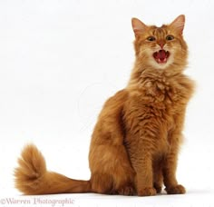 an orange cat yawns while sitting in front of a white background with its mouth open