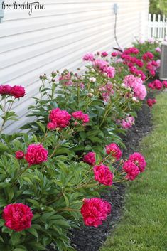 pink and red flowers line the side of a white house in front of green grass