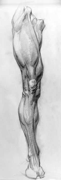 a black and white drawing of a human leg with the lower limb visible from behind