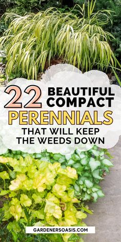 the words 22 beautiful compact perennials that will keep the weeds down in front of them