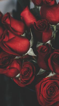 a bunch of red roses sitting on top of each other