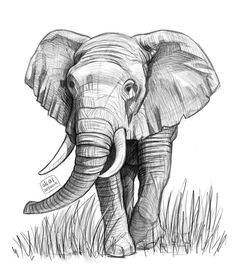 an elephant is standing in the grass