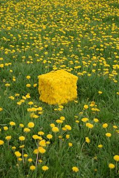 a field full of dandelions and a yellow object in the middle of it