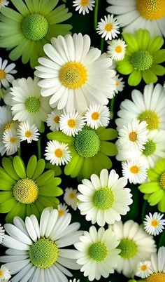 many white and green flowers with yellow centers