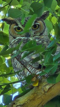 an owl is sitting in a tree looking at the camera