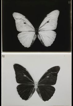 two black and white photographs of butterflies