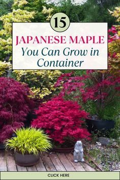 Japanese Marple for Container Garden Japanese Maples In Pots, Japanese Container Garden, Potted Japanese Maple Tree, Japenese Maple, Japanese Maple Tree Varieties, Japanese Acer, Red Dragon Japanese Maple, Japanese Maple Tree Landscape, Abundant Garden