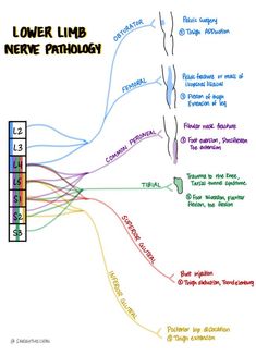 the lower limb nerve patholoy is shown in this hand drawn diagram