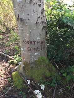 a tree that has been carved into the bark of it's trunk with writing on it