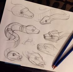 a pencil drawing of different types of snakes