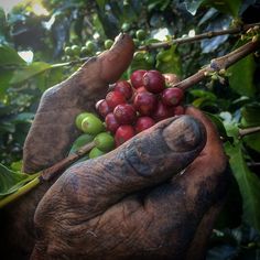 a person holding coffee beans in their hands