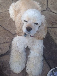 a small white dog sitting on top of a stone floor