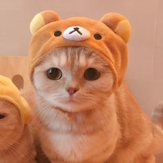 an orange cat wearing a teddy bear hat with two other cats in the back ground