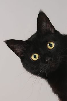 a black cat with yellow eyes looking at the camera